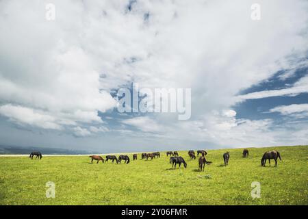 Eine Pferdeherde auf einer grünen Weide mit gelben Blumen vor einem blauen Himmel mit Wolken Stockfoto