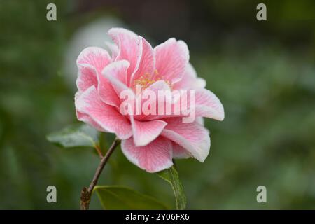 Garten Camellia 'Lady Vansittart' (Camellia japonica 'Lady Vansittart'), Einzelblüte, weiß mit karmesinroten und roten Markierungen, Deutschland, Europa Stockfoto