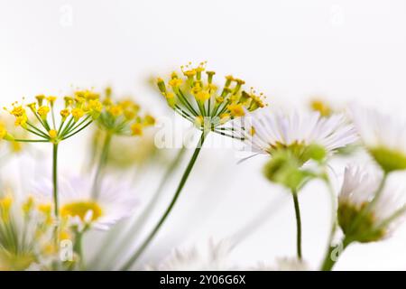 Dolden aus Dill mit Samen und Blättern Stockfoto