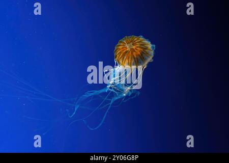 Quallen schwimmen unter Wasser Aquarium, Ozeanarium Pool. Die Nordsee-Nesseln braune Quallen Chrysaora Melanaster in blauem Wasser, Ozean. Theriologie Stockfoto