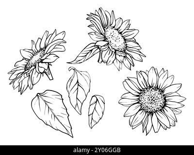 Sonnenblumengrafik. Legen Sie die Zeichnung für Vektorblumen im Linienstil fest. Botanische Zeichnung im Herbst mit schwarzer Tinte gemalt. Kunst Mit Blumenmuster Hand Stock Vektor