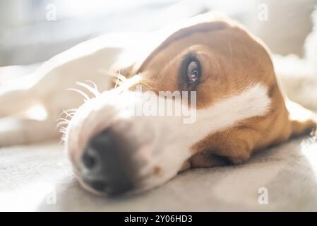 Beagle Hund müde schläft auf einem gemütlichen Sofa, Couch, Sonne fällt durch Fenster Hund Hintergrund Stockfoto