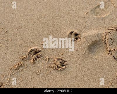 Pfoten auf dem Sand des Strandes, die Eindrücke oder Bilder, die von Tieren mit Pfoten hinterlassen werden, die laufen, sind wie Fußabdrücke für Menschen, aber pawpr Stockfoto