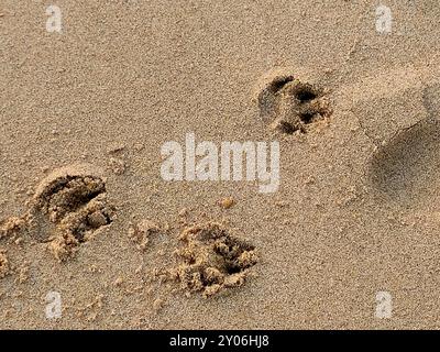 Pfoten auf dem Sand des Strandes, die Eindrücke oder Bilder, die von Tieren mit Pfoten hinterlassen werden, die laufen, sind wie Fußabdrücke für Menschen, aber pawpr Stockfoto