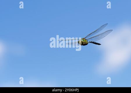 Große KönigsLibelle Stockfoto