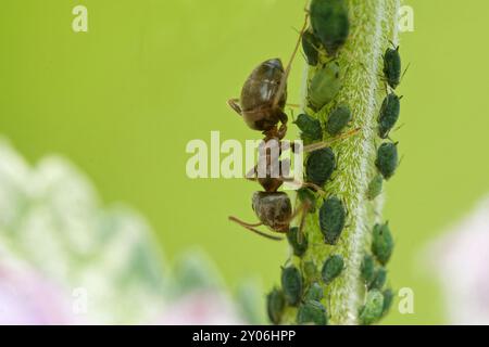 ANT Melkblattlaus Stockfoto