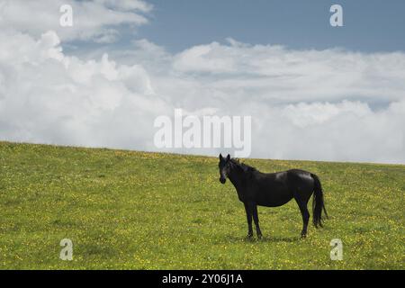 Ein Pferd auf einer grünen Weide mit gelben Blumen vor einem blauen Himmel mit Wolken. Schwarzes Pferd Stockfoto