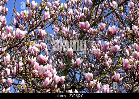 Tulpenbaum, Tulpenmagnolie Stockfoto