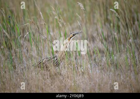 Eurasische Bittern (Botaurus stellaris) Jagd im Schilf, Nationalpark Neusiedeler See, Burgenland, Österreich, Europa Stockfoto