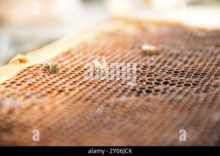 Tote Bienen, bedeckt mit Staub und Milben auf einer leeren Wabe eines Bienenstocks im Niedergang, leiden an einer Kolonienkollollaps-Störung Stockfoto