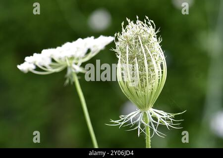 Wildrohre (Daucus carota), Obststand, Deutschland, Europa Stockfoto