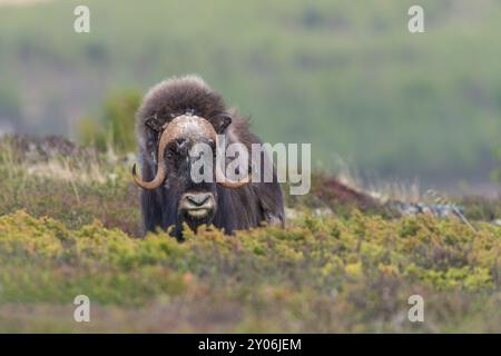 Moschusochsen (Ovibos moschatus) in Fjeld, Tundra, Dovrefjell Nationalpark, Norwegen, Europa Stockfoto