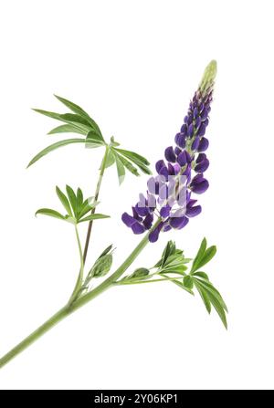 Lupine (Lupinus polyphyllus), Nahaufnahme einer violetten Blume mit Blättern, Gallery Series Blue Variety. Isoliert auf weiß Stockfoto