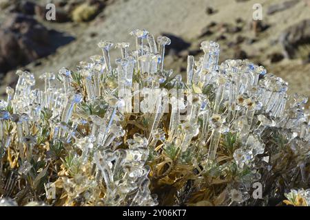Eispflanze in den Canadas del Teide nach einer kalten und nassen Nacht, Teneriffa, Kanarische Inseln Stockfoto
