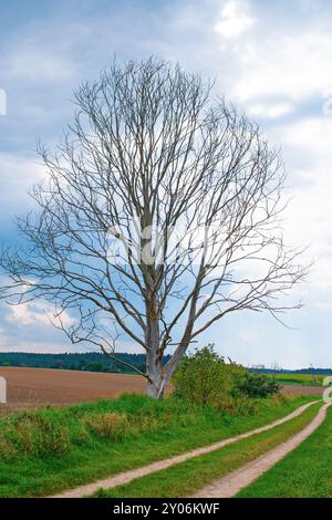 Toter Baum auf einer Landstraße Stockfoto