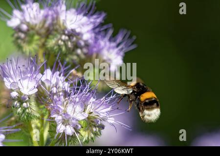 Tansy (Phacelia) Stockfoto