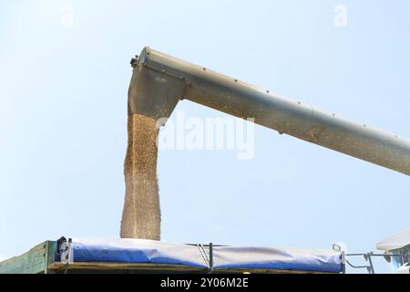 Mähdrescher im Einsatz auf dem Weizenfeld, das Körner in der Karosserie ablädt Stockfoto