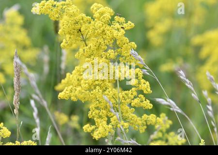 Gewöhnliches Bettstroh, auch gelbes Bettstroh, gelbes Bettstroh (Galium verum), gelbes Bettstroh, gelbes Bettstroh, Deutschland, Europa Stockfoto