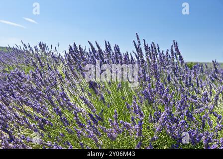 Blühender echter gemeiner Lavendel (Lavandula angustifolia) in der Provence, Provence-Alpes-Cote d'Azur, Südfrankreich, Frankreich, Europa Stockfoto