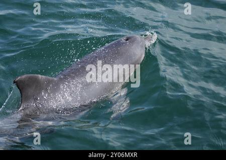 Indo-pazifischer Buckeldelfin (Sousa chinensis) schwimmt im Meer in Australien, indo-pazifischer Buckeldelfin (Sousa chinensis) schwimmt im Meer Stockfoto