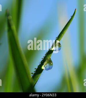 Grashalm mit Wassertropfen Stockfoto