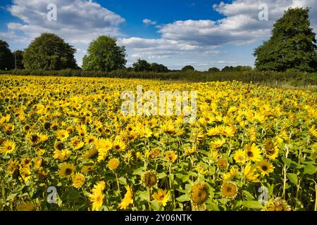 Sonnenblumen in der Sonne Stockfoto