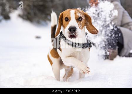 Ein junges Mädchen, das im Winter mit ihrem Beagle-Hund spaziert und beim ersten Mal Spaß auf Schnee hat Stockfoto