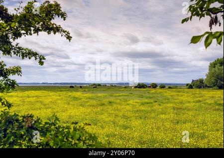 Wiese voller Butterblumen mit Kühen Stockfoto