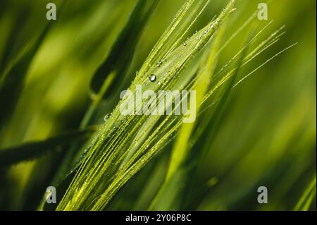 Getreide mit Tautropfen am frühen Morgen Stockfoto