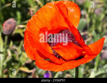 Roter Mohn (Papaver), hell, Mohn Stockfoto