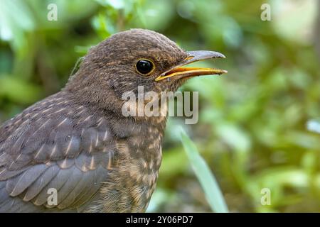 Junge Amsel Stockfoto