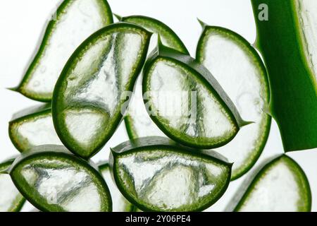 Frische Aloe-Vera-Blätter Stockfoto