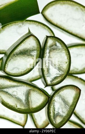 Frische Aloe-Vera-Blätter Stockfoto