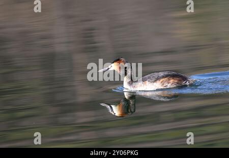 Haubentaucher Stockfoto