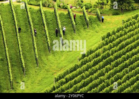 Gamlitz, Sulztal Österreich, 13 06 2018: Blick auf wunderschöne Traubenreihen vor der Ernte. Leute im Feld, die arbeiten, Bauern zwischen Reihen. Österreich Sloven Stockfoto