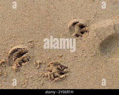 Pfoten auf dem Sand des Strandes, die Eindrücke oder Bilder, die von Tieren mit Pfoten hinterlassen werden, die laufen, sind wie Fußabdrücke für Menschen, aber pawpr Stockfoto