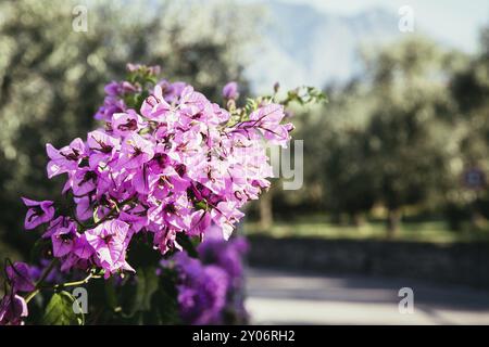 Schöne rosa Blumen im Hinterhof, Bokeh Hintergrund und Abendsonne Stockfoto