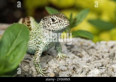 Sandeidechse männlich Stockfoto