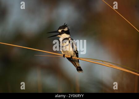 rattenvogel (Ceryle rudis) im Okavango-Delta, Botswana. Rattenvogel im Okavango-Delta, Botswana, Afrika Stockfoto