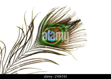 Detail der Pfau Feder Auge isoliert auf weiss Stockfoto