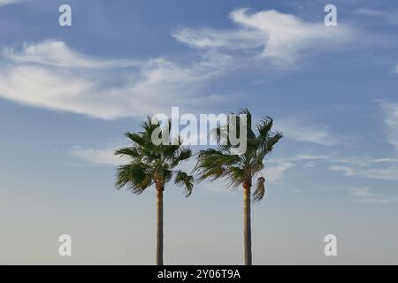 Zwei hohe Pam-Bäume vor einem bewölkten blauen Himmel mit Kopierraum, symbolisch für Reisen und Sommerferien Stockfoto