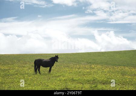 Ein Pferd auf einer grünen Weide mit gelben Blumen vor einem blauen Himmel mit Wolken. Schwarzes Pferd Stockfoto