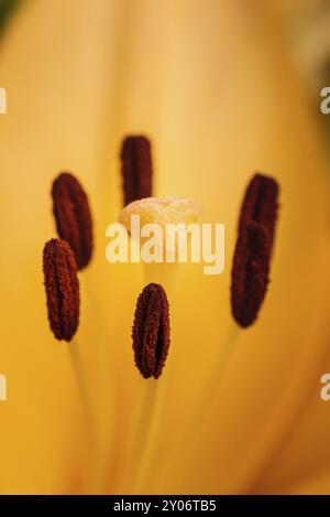 Gelbe Madonnenlilie (Lilium candidum) Blüte mit Knospen in der Natur. Hintergrund in der Natur. Detaillierte Closup-Aufnahmen in der Sonne. Selektiver Fokus Stockfoto