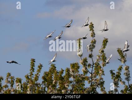 Tauben Stockfoto