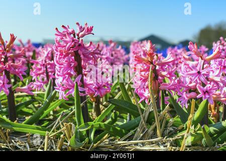 Frühlingshintergrund mit closeup rosa Hyazinthen Blumen auf dem Feld gegen blauen Himmel Stockfoto