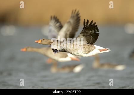 Graugans Stockfoto