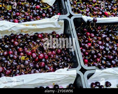 Kirschfrucht, herry ist die Frucht vieler Pflanzen der Gattung Prunus, und ist eine fleischige Drupe (Steinfrucht), Kirschen werden aus Sorten der Sve gewonnen Stockfoto