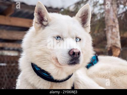 Weißer Huskyhund mit blauem Gurtzeug am Wintertag Stockfoto