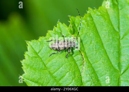 Schwarz getrübter Longhorn-Käfer (Leiopus nebulosus oder linnei). Cerambycidae. Sussex, Großbritannien Stockfoto