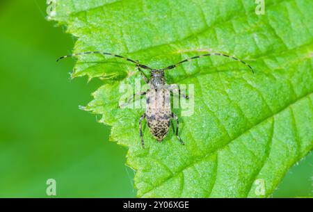 Schwarz getrübter Longhorn-Käfer (Leiopus nebulosus oder linnei). Cerambycidae. Sussex, Großbritannien Stockfoto